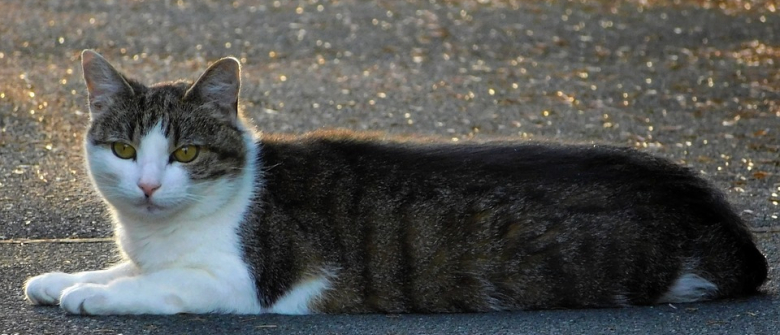 Un Avocat Toulousain S Arrete Sur Le Bord De La Route Pour Tenter De Sauver Un Chat Errant Et Malade