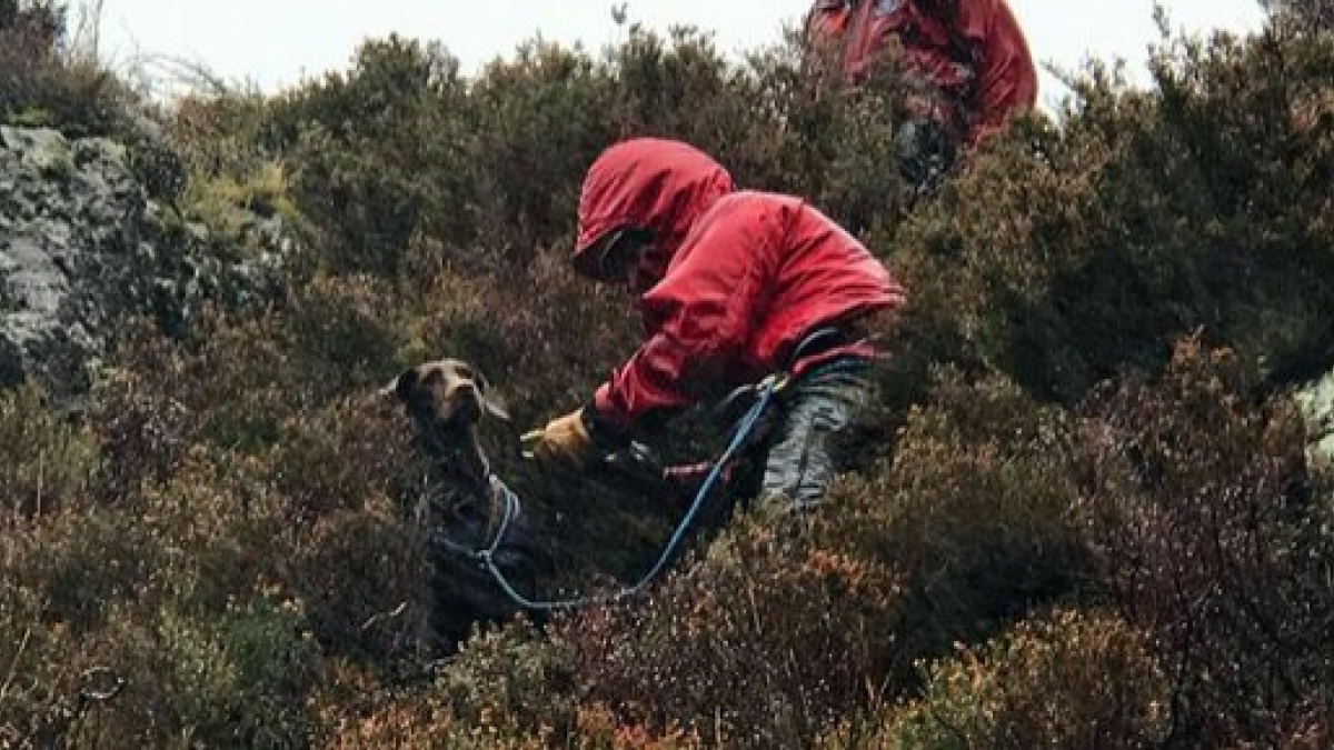 Illustration : "Une équipe de secouristes intervient pour tenter de sauver un chien coincé depuis trois jours après une chute en montagne "