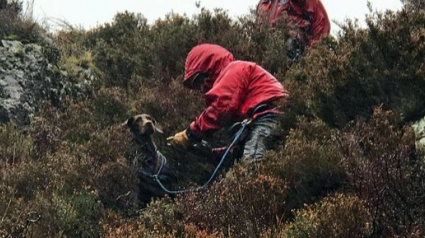 Illustration : Une équipe de secouristes intervient pour tenter de sauver un chien coincé depuis trois jours après une chute en montagne 