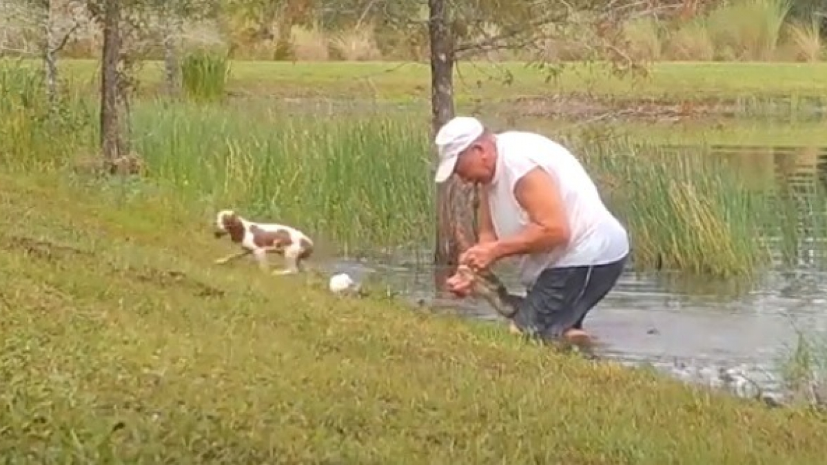 Illustration : "Un homme se jette à l'eau pour tenter de sauver son chien pris au piège dans la gueule d'un alligator ! (Vidéo)"