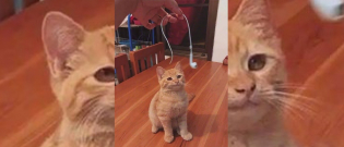 Illustration : "11 chats diaboliques qui ont décidé de n'en faire qu'à leur tête !"
