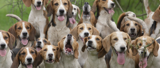 Illustration : "La protection des chiens de chasse"