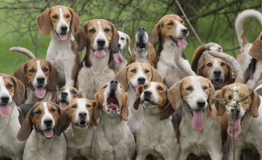 Illustration : "La protection des chiens de chasse"
