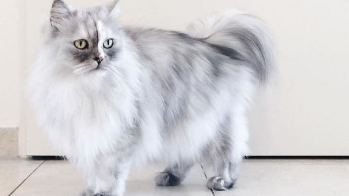 Illustration : "19 chats aux apparences uniques qui surprennent par leur originalité !"