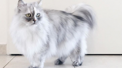 Illustration : 19 chats aux apparences uniques qui surprennent par leur originalité !