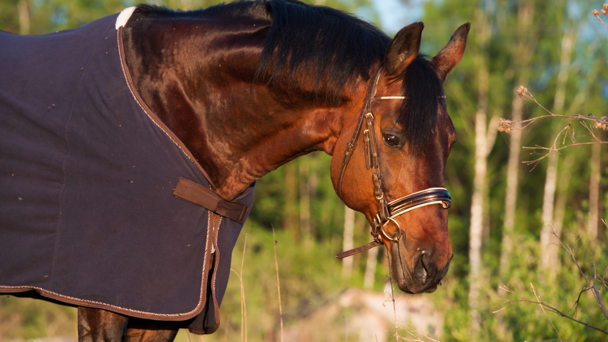 Couverture d'hiver, séchante, polaire, anti-mouches : découvrez les  différents modèles de couvertures pour chevaux