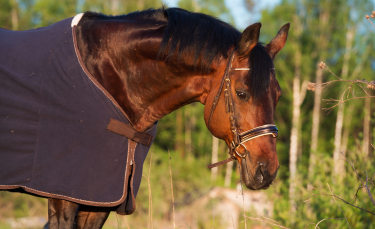 Illustration : "Couvertures pour chevaux : les différents modèles disponibles"