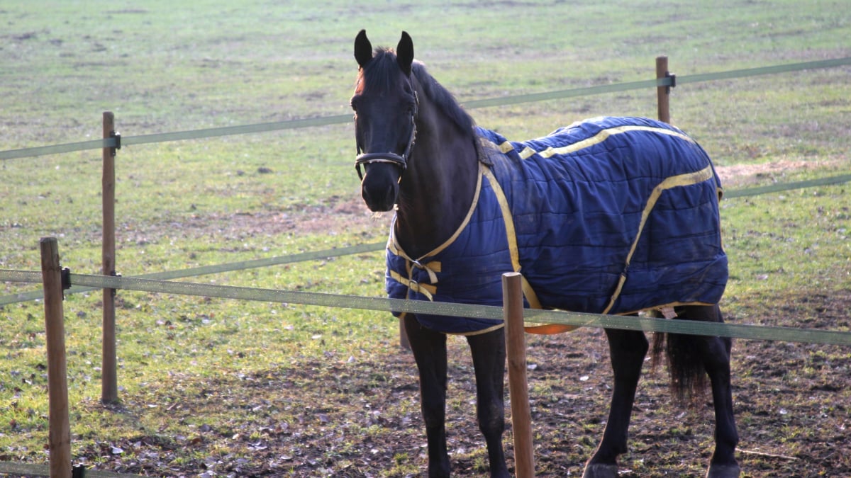 Illustration : "Choisir la couverture de son cheval"