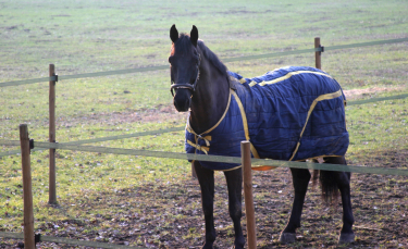 Illustration : "Choisir la couverture de son cheval"