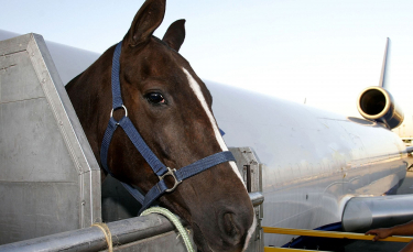 Illustration : "Transporter un cheval en avion "