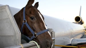 Illustration : "Transporter un cheval en avion "