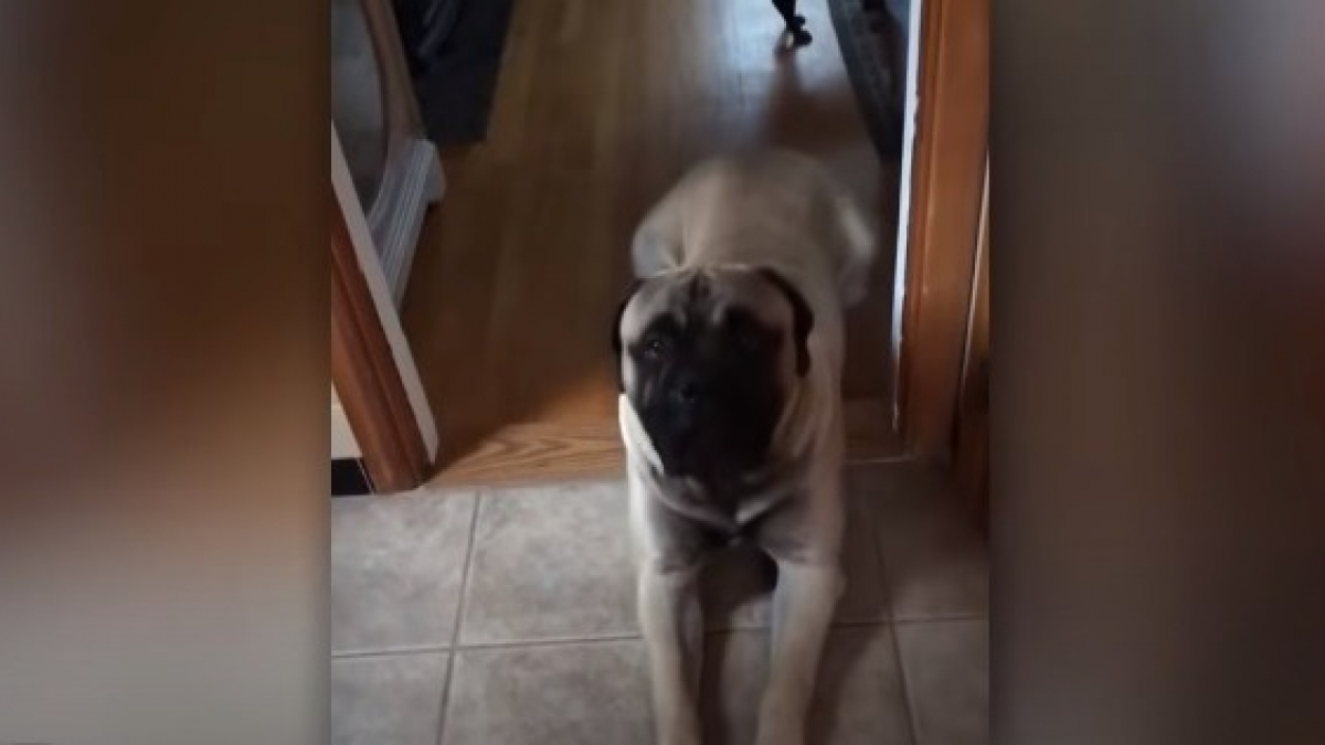Illustration : "Après 3 mois d'attente, ce chien de 70 kilogrammes explose de joie lorsqu'il retrouve son maître parti en mission (Vidéo)"