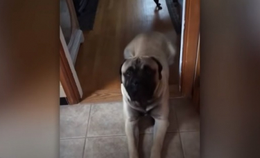 Illustration : "Après 3 mois d'attente, ce chien de 70 kilogrammes explose de joie lorsqu'il retrouve son maître parti en mission (Vidéo)"