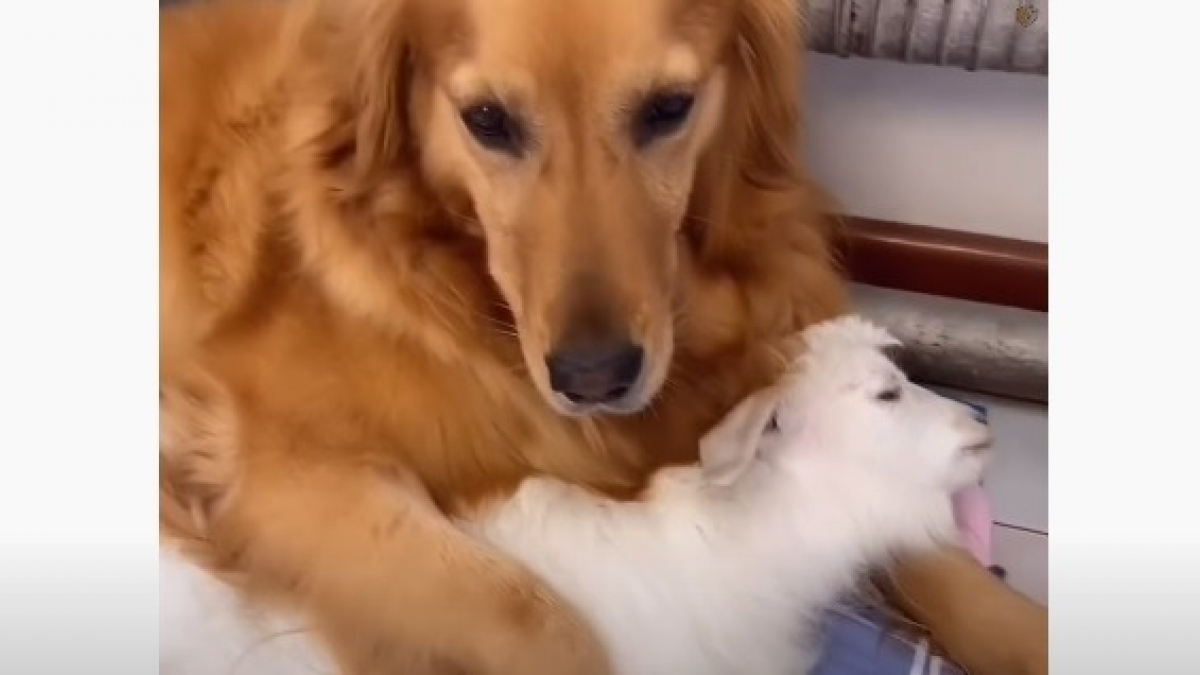 Illustration : "Une chienne Golden Retriever devient la maman de substitution d'un chevreau qu'elle nourrit au biberon ! (Vidéo)"