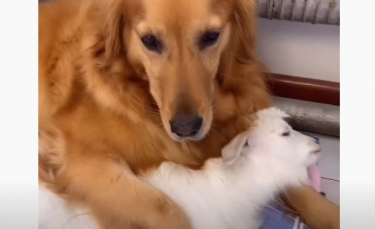 Illustration : "Une chienne Golden Retriever devient la maman de substitution d'un chevreau qu'elle nourrit au biberon ! (Vidéo)"