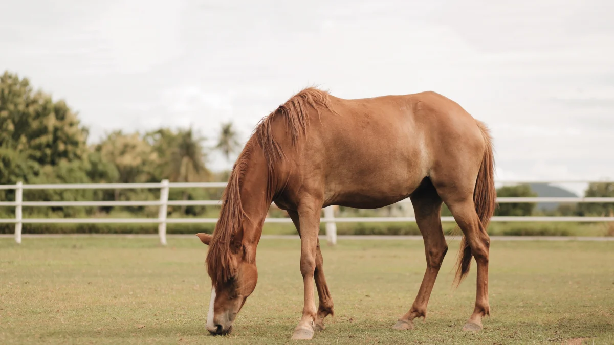 Les caractéristiques du cheval