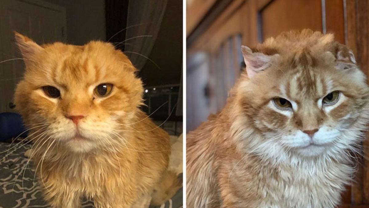 Illustration : "19 photos de chats avant et après l'adoption qui prouvent que l'amour peut tout changer !"