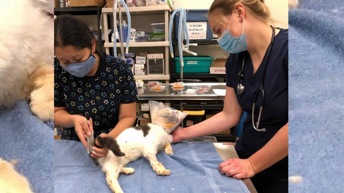 Illustration : "Un chat errant doté d'une volonté hors-norme survit à une attaque par balle grâce au soutien d'une association"