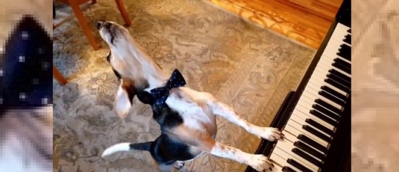 Illustration : "Ce chien est un véritable artiste ! Chaque jour, il chante et joue du piano pour ses propriétaires ! (Vidéo)"