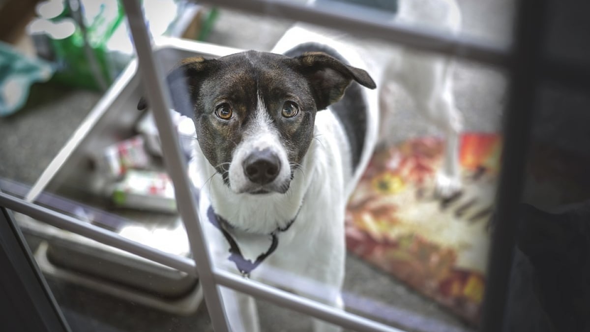 Illustration : "Oublié par ses propriétaires lors d'un déménagement, un chien parcourt 60 kilomètres vers un lieu inconnu afin de les retrouver"