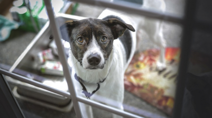 Illustration : Oublié par ses propriétaires lors d'un déménagement, un chien parcourt 60 kilomètres vers un lieu inconnu afin de les retrouver