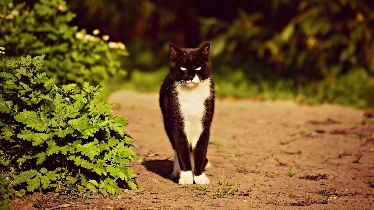 Illustration : "Une propriétaire retrouve son chat 5 ans après sa disparition grâce à sa puce d'identification. Aujourd'hui il a 14 ans ! "