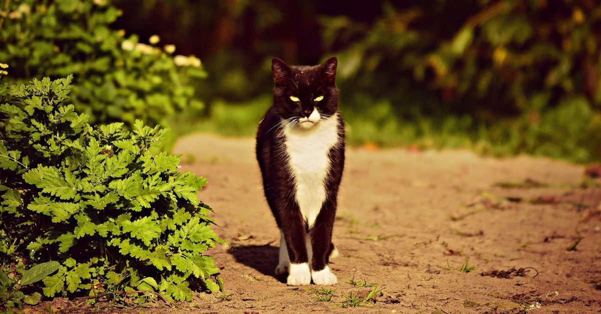 Une Proprietaire Retrouve Son Chat 5 Ans Apres Sa Disparition Grace A Sa Puce D Identification Aujourd Hui Il A 14 Ans