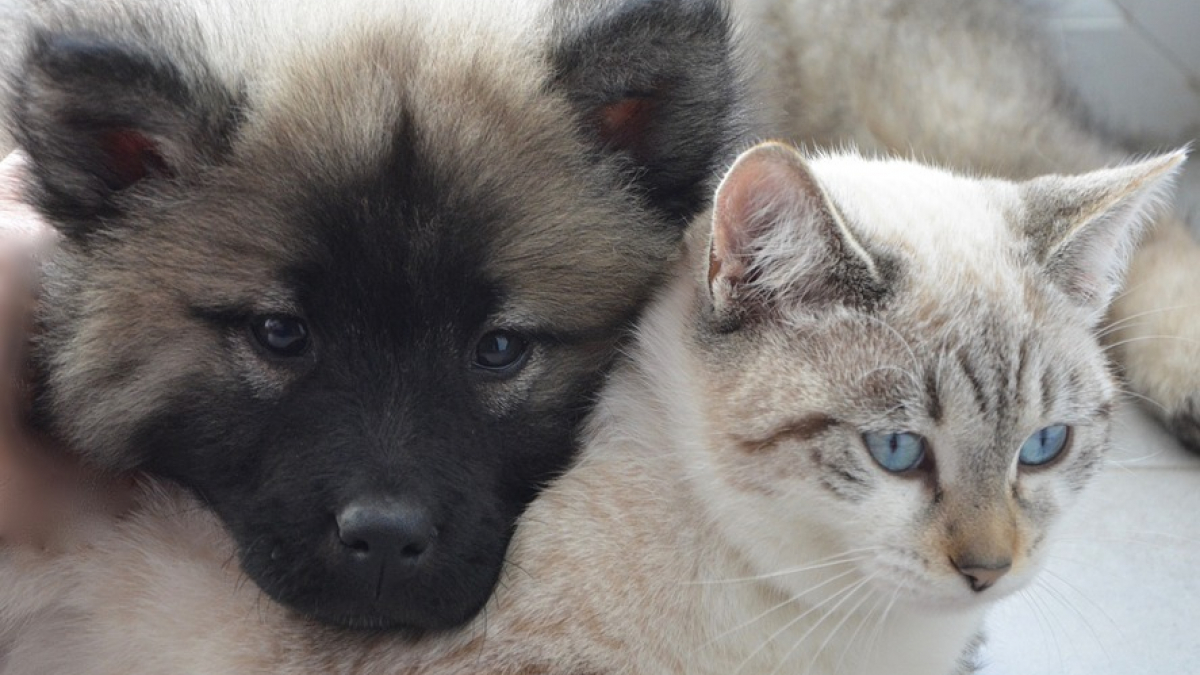 Illustration : "Connaissez vous le DHA ?  L'acide gras indispensable pour le chien et le chat"