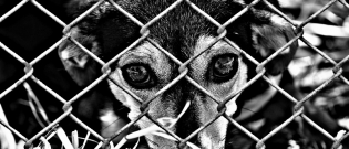 Illustration : "Les policiers interviennent et sauvent une dizaine de chiens affamés et déshydratés chez une octogénaire atteinte du syndrome de Noé"