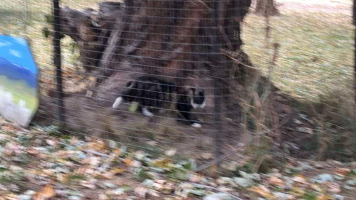 Illustration : "Un retraité met en place un système de tunnel dans son jardin pour permettre à son chat sénior de s'amuser en toute sécurité"