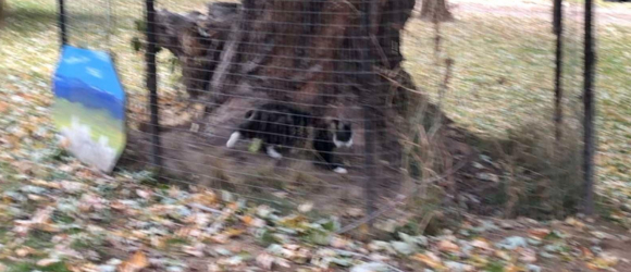 Illustration : "Un retraité met en place un système de tunnel dans son jardin pour permettre à son chat sénior de s'amuser en toute sécurité"