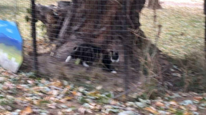 Illustration : Un retraité met en place un système de tunnel dans son jardin pour permettre à son chat sénior de s'amuser en toute sécurité