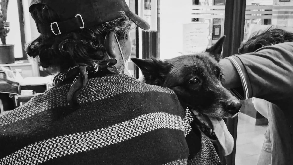 Illustration : "À Lyon, une centaine d'étudiants vétérinaires se relaient lors de maraudes pour venir en aide aux animaux des sans-abris"