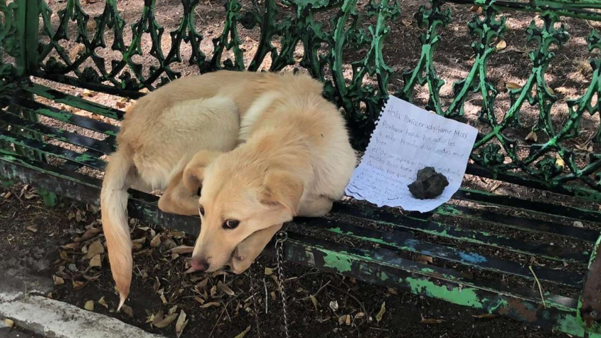 Illustration : "Abandonné sur un banc par son ancien propriétaire qui craignait le pire, ce chien réapprend à aimer grâce à l'amour de celle qui l'a sauvé"