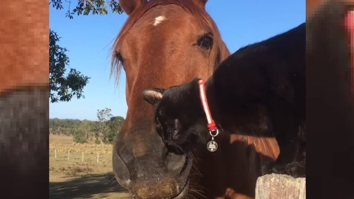 Illustration : "Meilleurs amis depuis 7 ans, ce chat et ce cheval partagent une routine quotidienne adorable ! (Vidéo)"