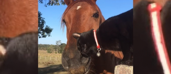 Illustration : "Meilleurs amis depuis 7 ans, ce chat et ce cheval partagent une routine quotidienne adorable ! (Vidéo)"
