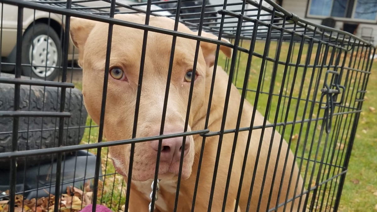 Illustration : "Émue par le sort de ce Pitbull abandonné en pleine rue dans une cage, elle lance un appel et lui trouve une famille aimante !"