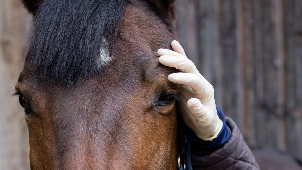 Illustration : "Prendre la température de son cheval"