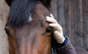 Illustration : "Prendre la température de son cheval"