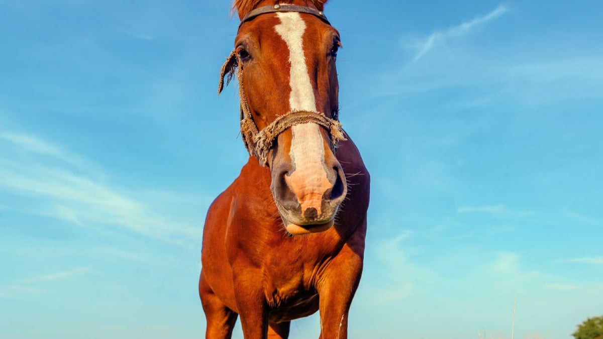 Illustration : "L’écurie active : un autre mode d’hébergement pour son cheval"