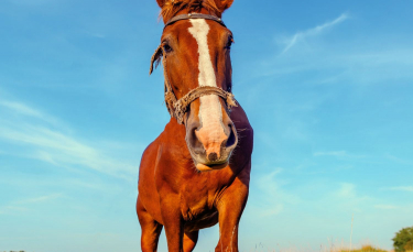 Illustration : "L’écurie active : un autre mode d’hébergement pour son cheval"