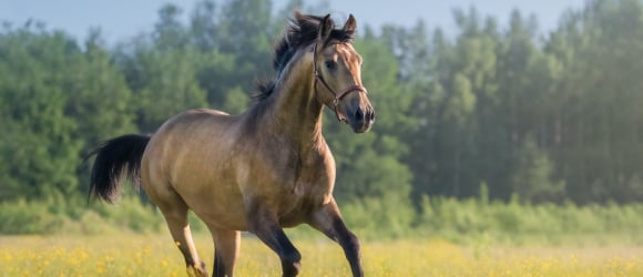 Illustration : "La castration du cheval"