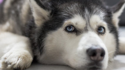 Illustration : Abandonné par ses propriétaires lors d'un déménagement, un Husky Sibérien survit 14 jours sans eau ni nourriture !