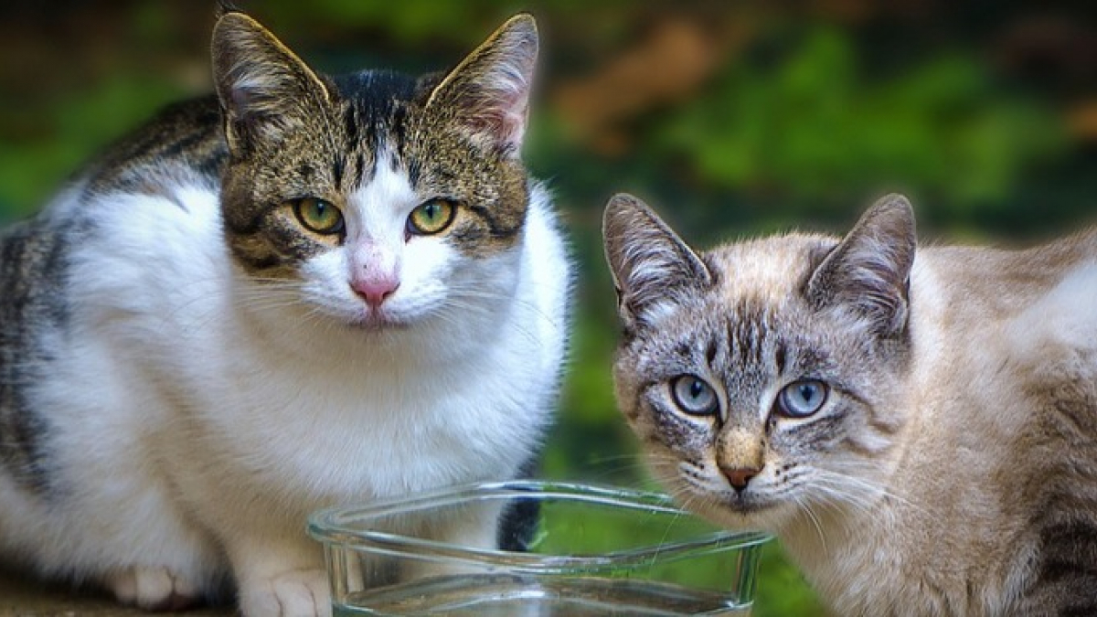 Illustration : "Les pompiers du Nord interviennent dans une maison en flammes pour sauver deux chats pris au piège"