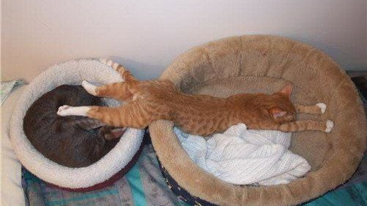 Illustration : "19 chats complètement épuisés qui ont décidé de prendre comme lit tout ce qui leur tombe entre les pattes"