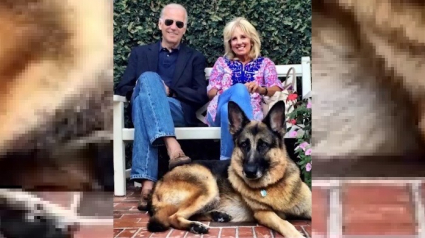 Illustration : Le nouveau président américain Joe Biden se fracture le pied après une chute en jouant avec son chien 