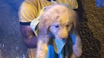 Illustration : Un sans-abri sauve la vie d'un chiot abandonné sous ses yeux en lui offrant tout ce qu'il possède