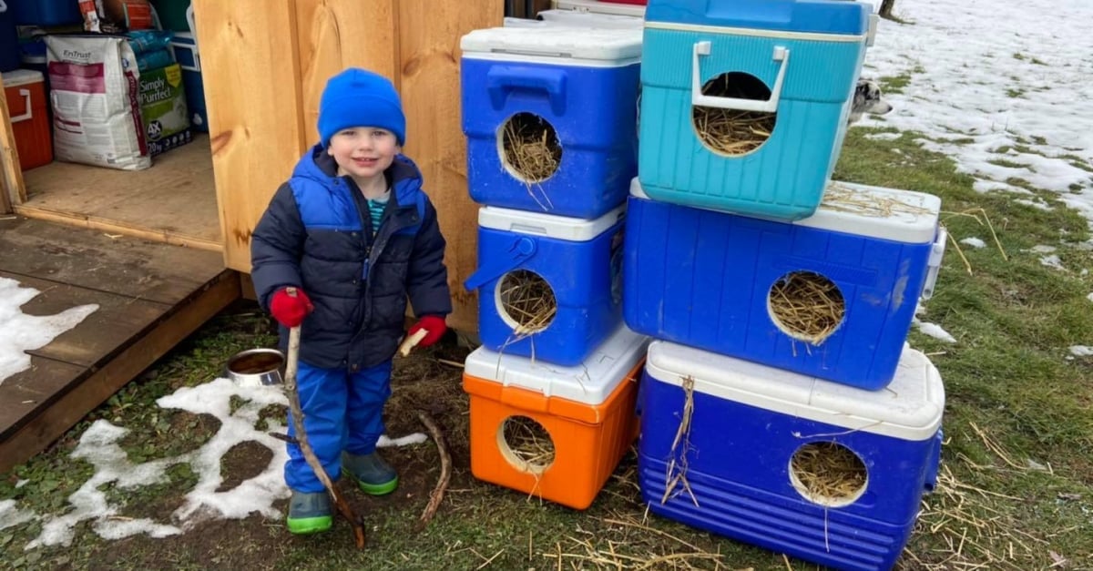Pour Proteger Les Chats Errants Du Froid Hivernal Cette Association Recycle D Anciennes Glacieres Qu Elle Transforme En Abris Pour Proteger Les Chats Errants Du Froid Hivernal Cette Association Recycle D Anciennes Glacieres Qu Elle Transforme En Abris
