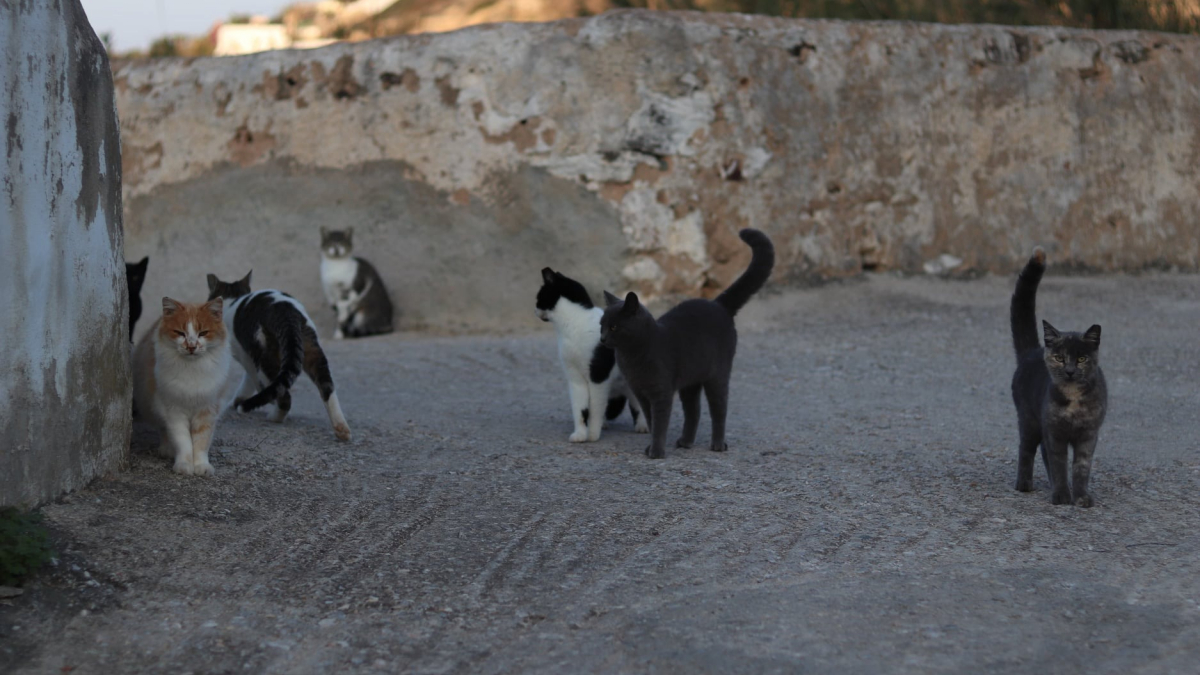 Illustration : "Le sanctuaire de chats errants et maltraités sur une île grecque, créé par un couple héroïque, va faire l'objet d'un documentaire sur Netflix"