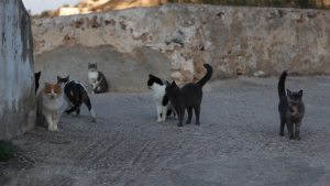Illustration : Le sanctuaire de chats errants et maltraités sur une île grecque, créé par un couple héroïque, va faire l'objet d'un documentaire sur Netflix